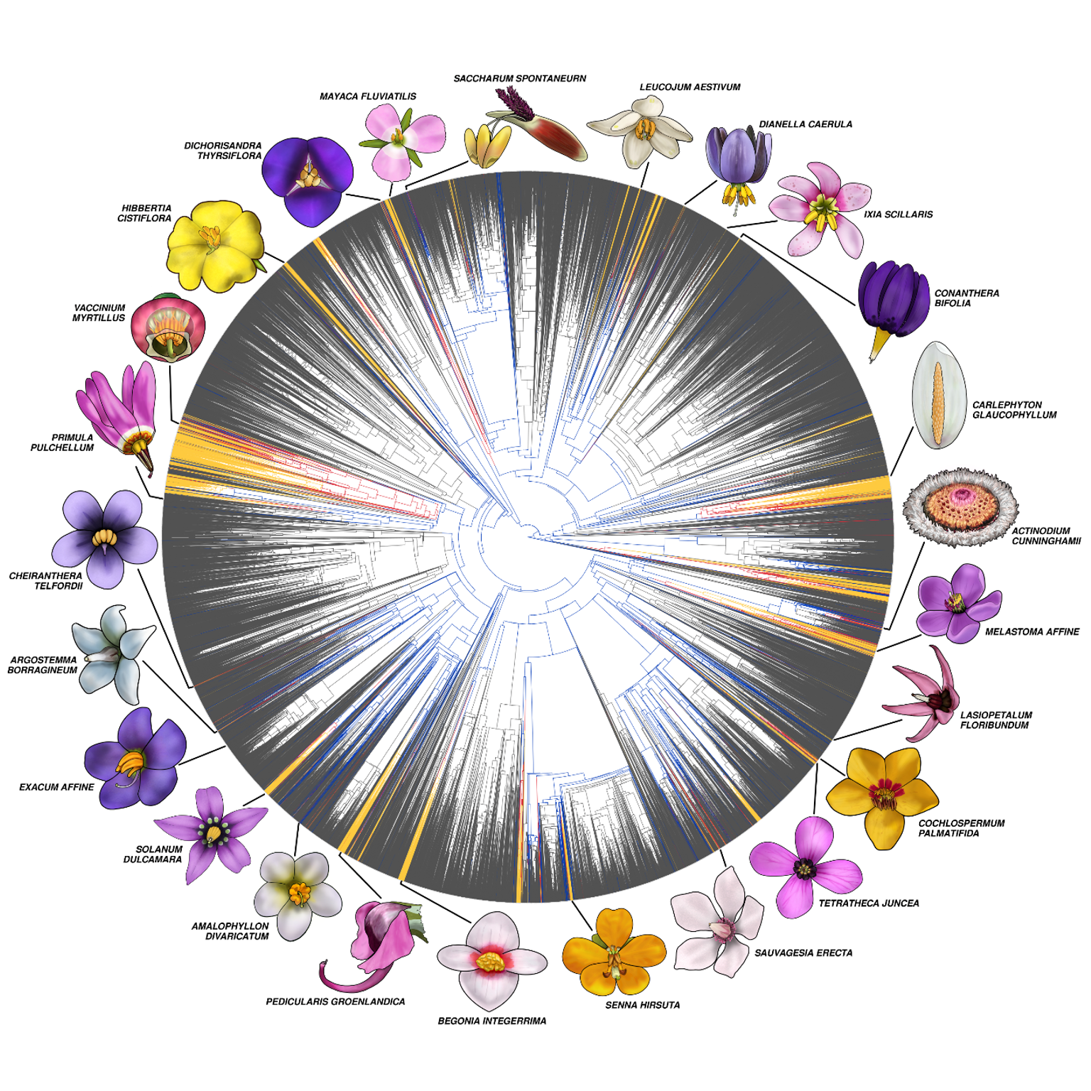 Reconstrucción ancestral de la evolución de las anteras poricidales. Russell, Zenil-Ferguson, et al. 2025